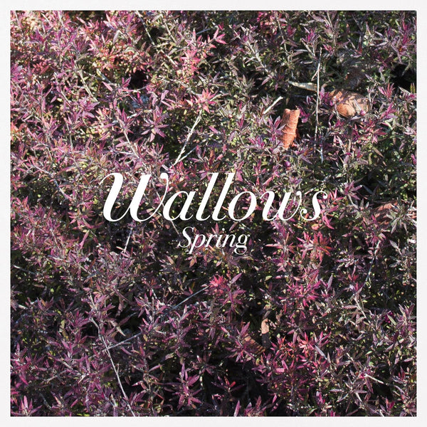 Wallows Spring LP